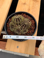 Gymnocalycium LB2178 Cluster | Rare Live Cactus | Collector Cactus | Exact Plant #385