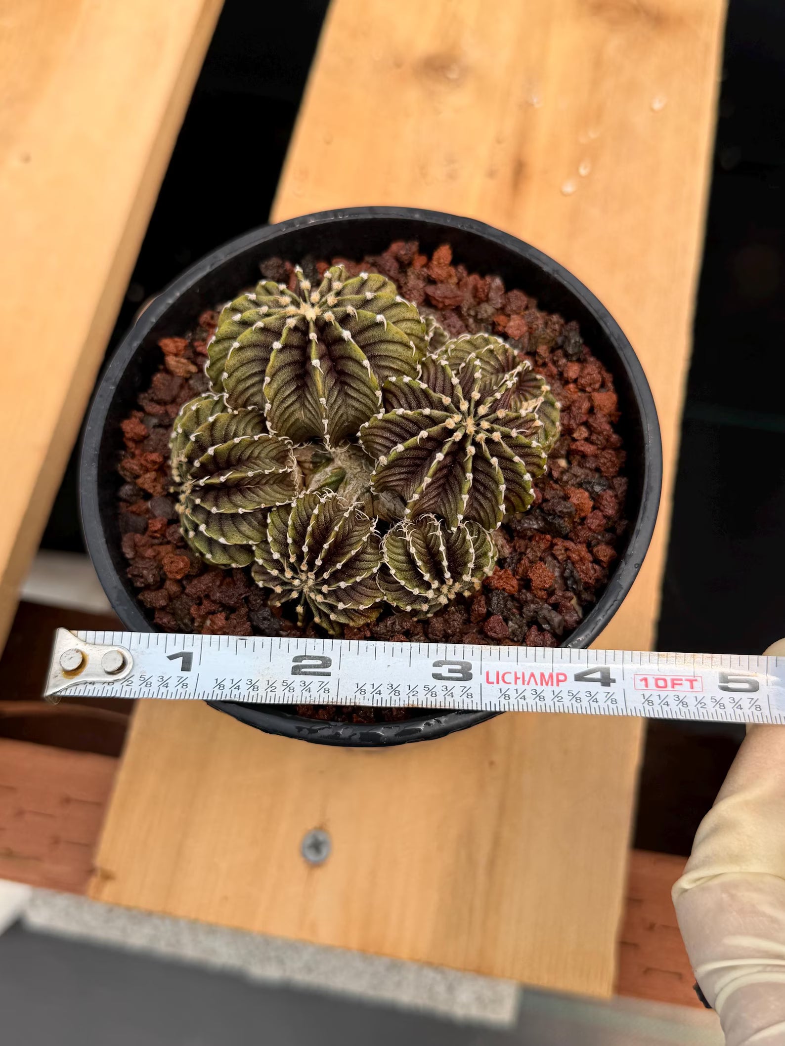 Gymnocalycium LB2178 Cluster | Rare Live Cactus | Collector Cactus | Exact Plant #385