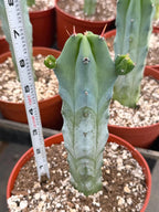 Blue Myrtle Cactus with Pups #271 | Rare Live Blue Cactus
