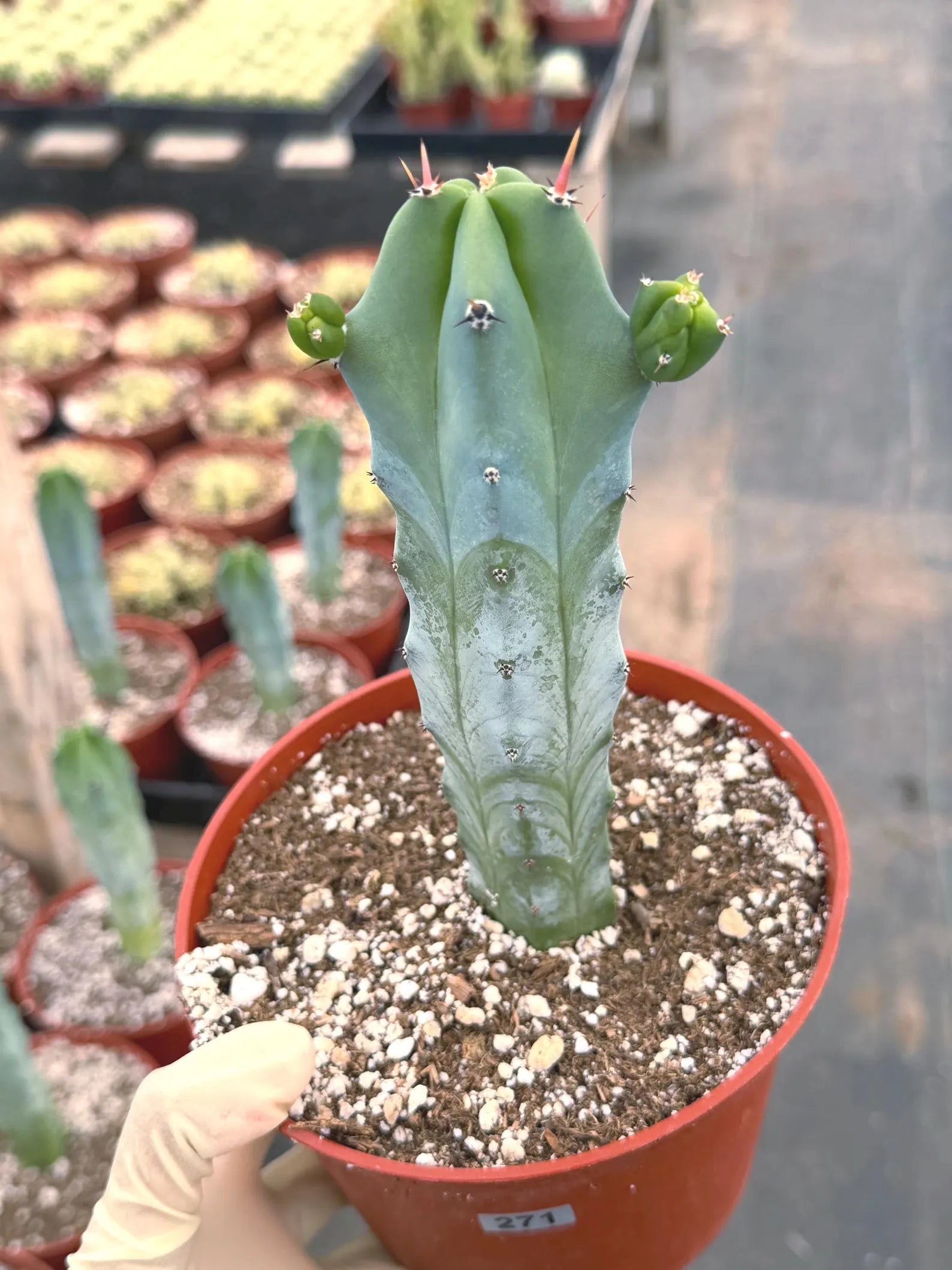 Blue Myrtle Cactus with Pups #271 | Rare Live Blue Cactus