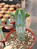 Blue Myrtle Cactus with Pups #271 | Rare Live Blue Cactus