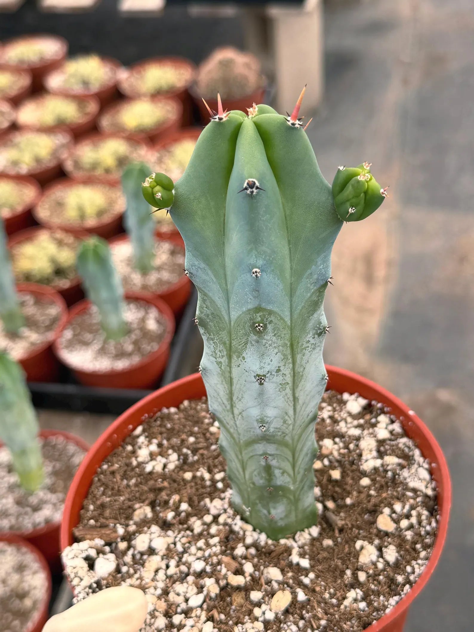 Blue Myrtle Cactus with Pups #271 | Rare Live Blue Cactus