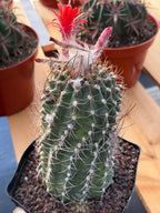 Variegated Matucana Madisoniorum Red Flower Cactus #428