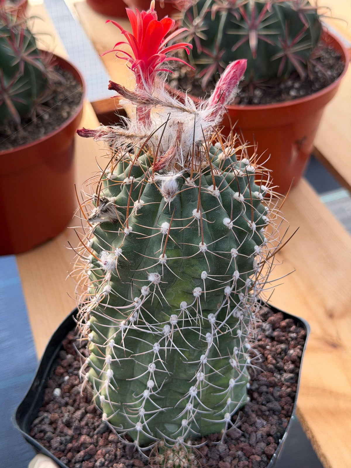 Variegated Matucana Madisoniorum Red Flower Cactus #428