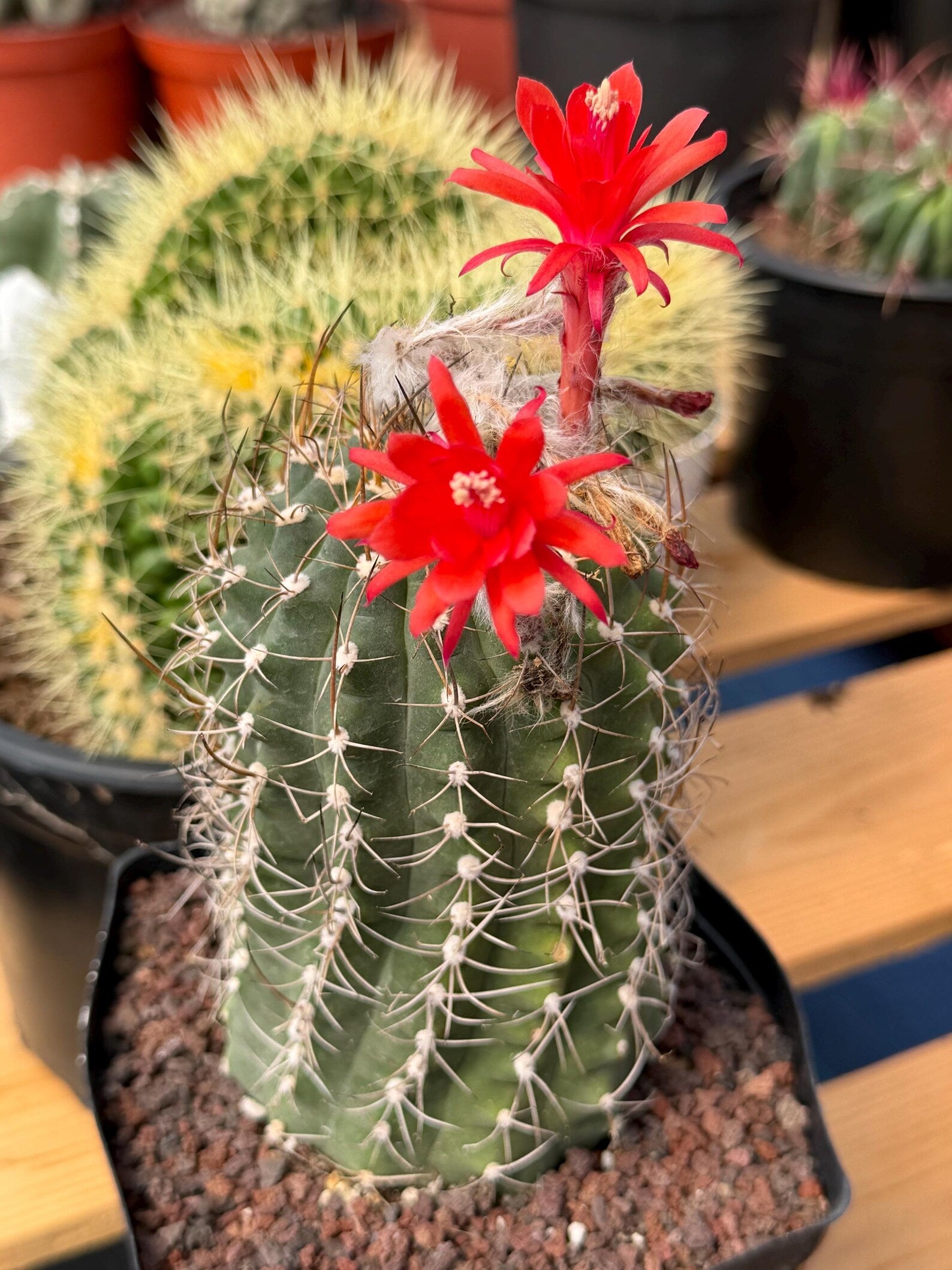 Variegated Matucana Madisoniorum Red Flower Cactus #428