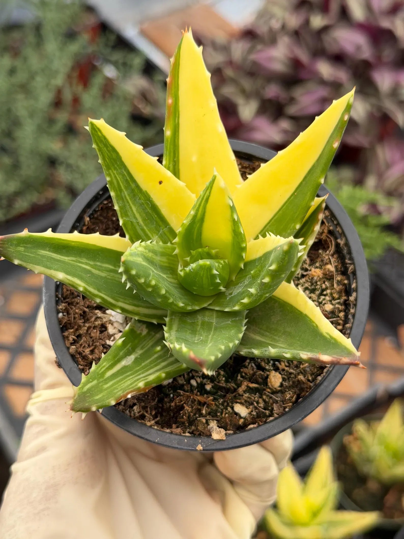 Variegated Aloe Nobilis with Pups | Large Rare Live Succulent Plant