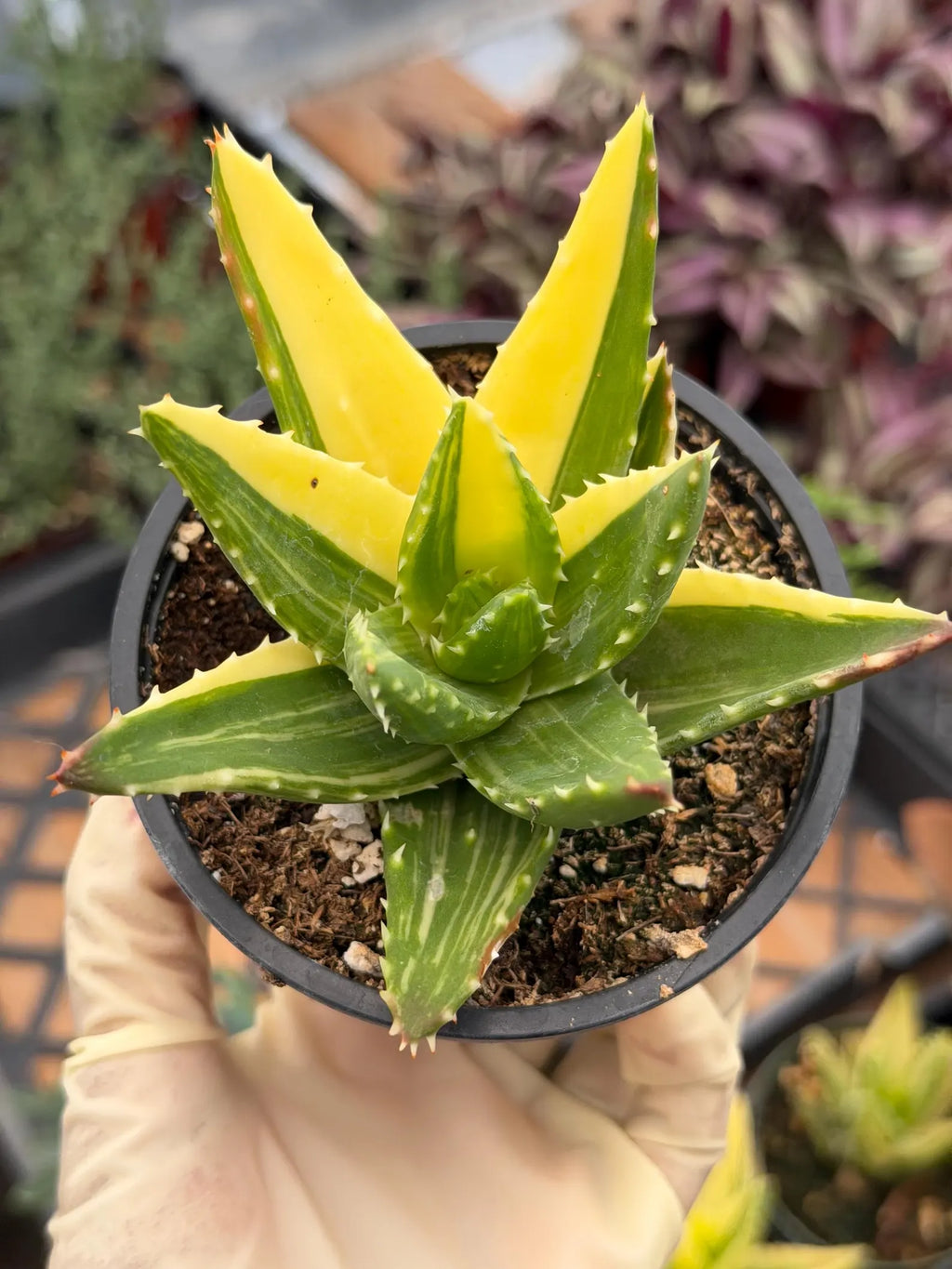 Variegated Aloe Nobilis with Pups | Large Rare Live Succulent Plant