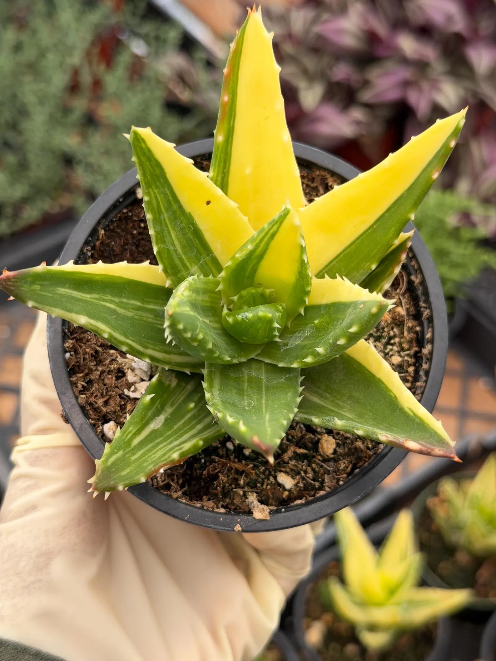 Variegated Aloe Nobilis with Pups | Large Rare Live Succulent Plant