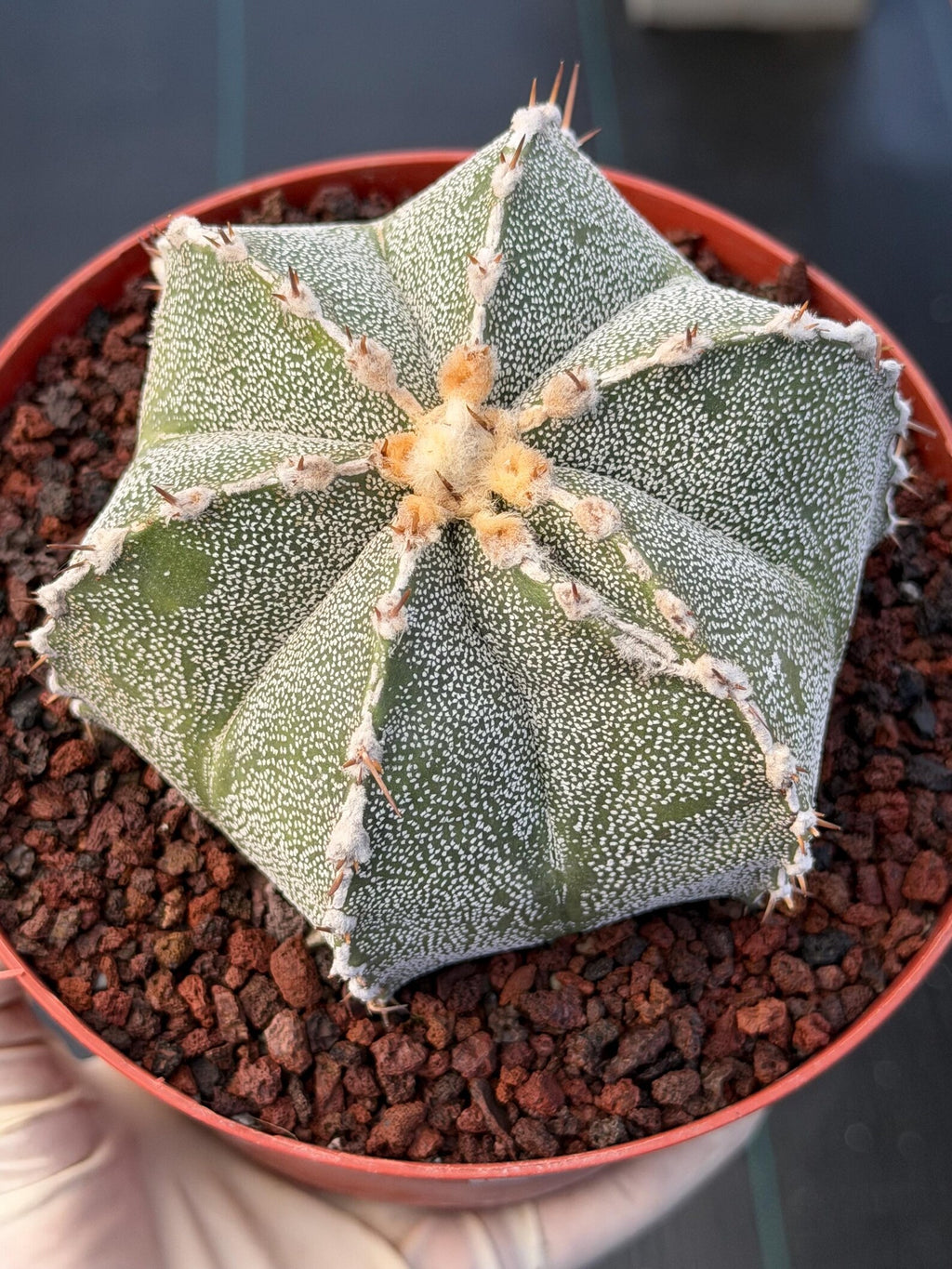 Astrophytum Ornatum Rare Seed Grown Live Cactus – Exact Collector Plant #374
