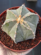 Astrophytum Ornatum Rare Seed Grown Live Cactus – Exact Collector Plant #374