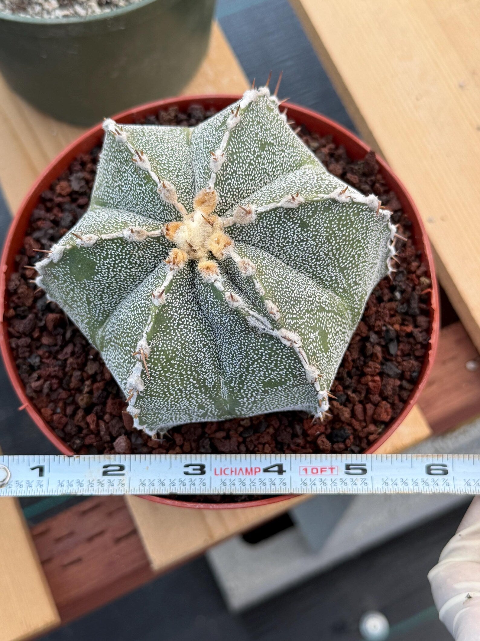 Astrophytum Ornatum Rare Seed Grown Live Cactus – Exact Collector Plant #374