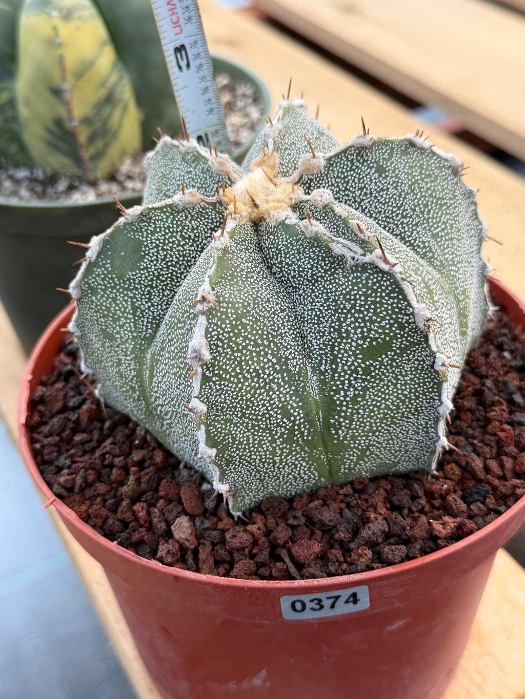 Astrophytum Ornatum Rare Seed Grown Live Cactus – Exact Collector Plant #374