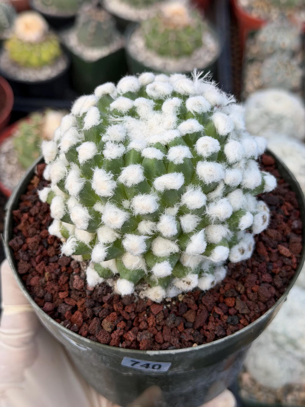 Mammillaria Erusumu Fuzzy Form Rare Seed Grown Live Cactus – Exact Collector Plant #740