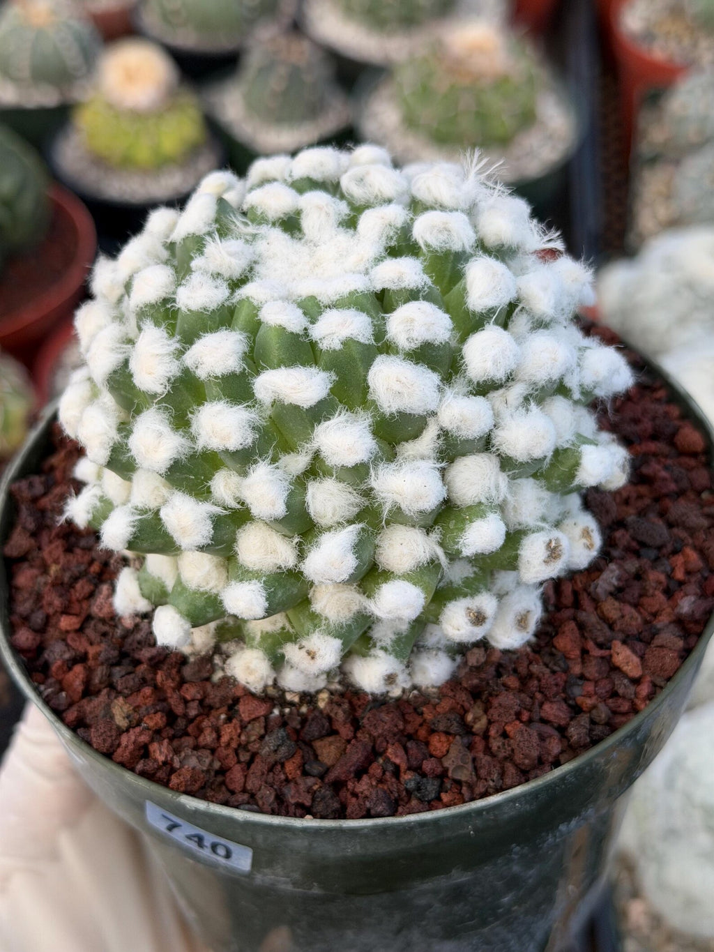 Mammillaria Erusumu Fuzzy Form Rare Seed Grown Live Cactus – Exact Collector Plant #740