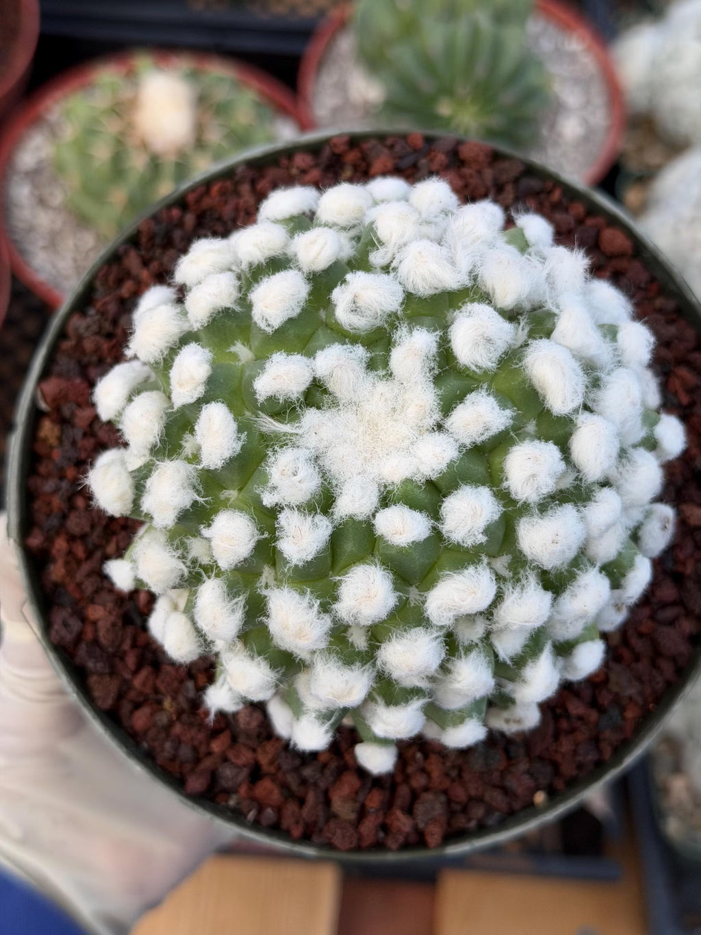 Mammillaria Erusumu Fuzzy Form Rare Seed Grown Live Cactus – Exact Collector Plant #740