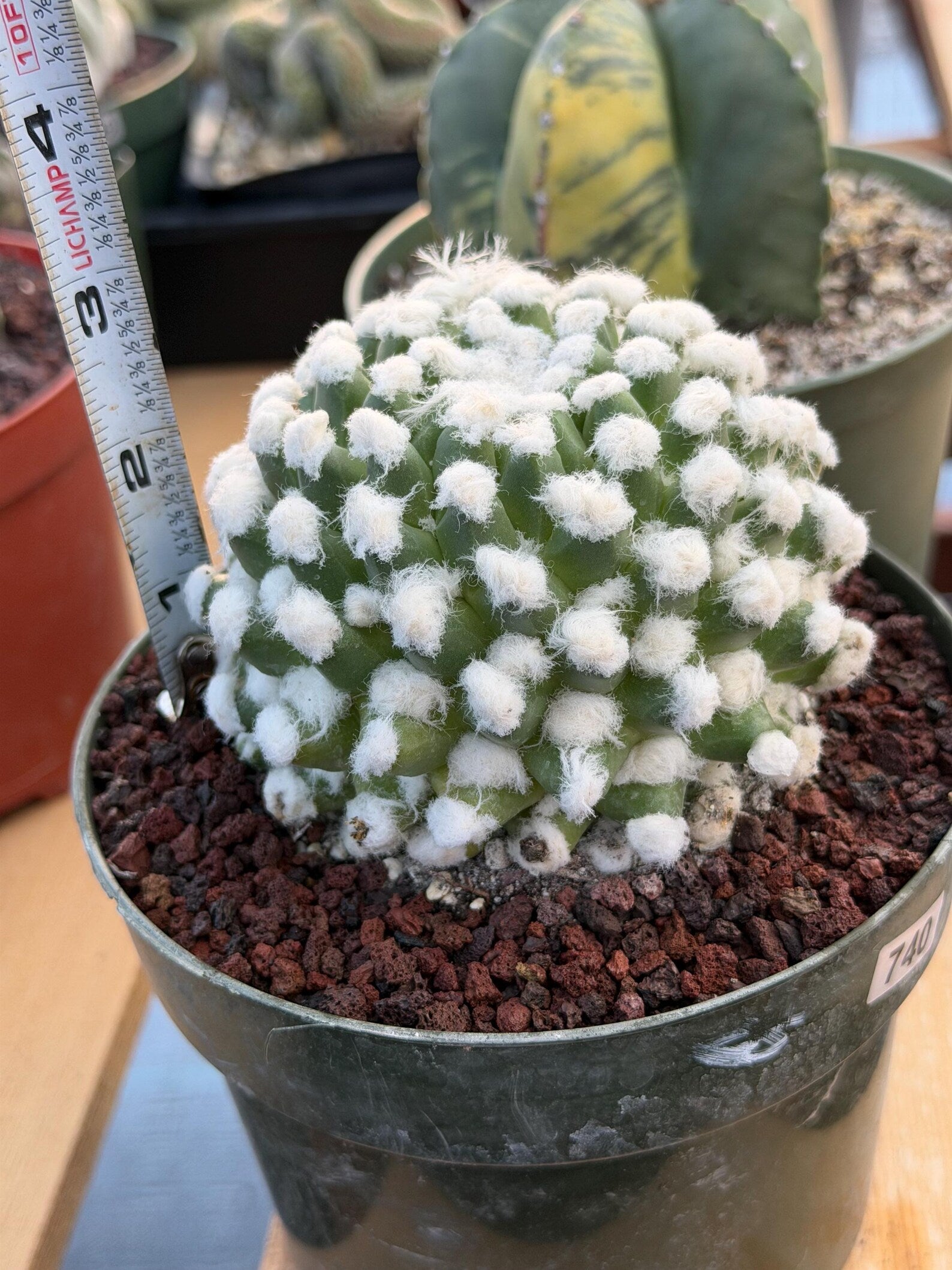 Mammillaria Erusumu Fuzzy Form Rare Seed Grown Live Cactus – Exact Collector Plant #740