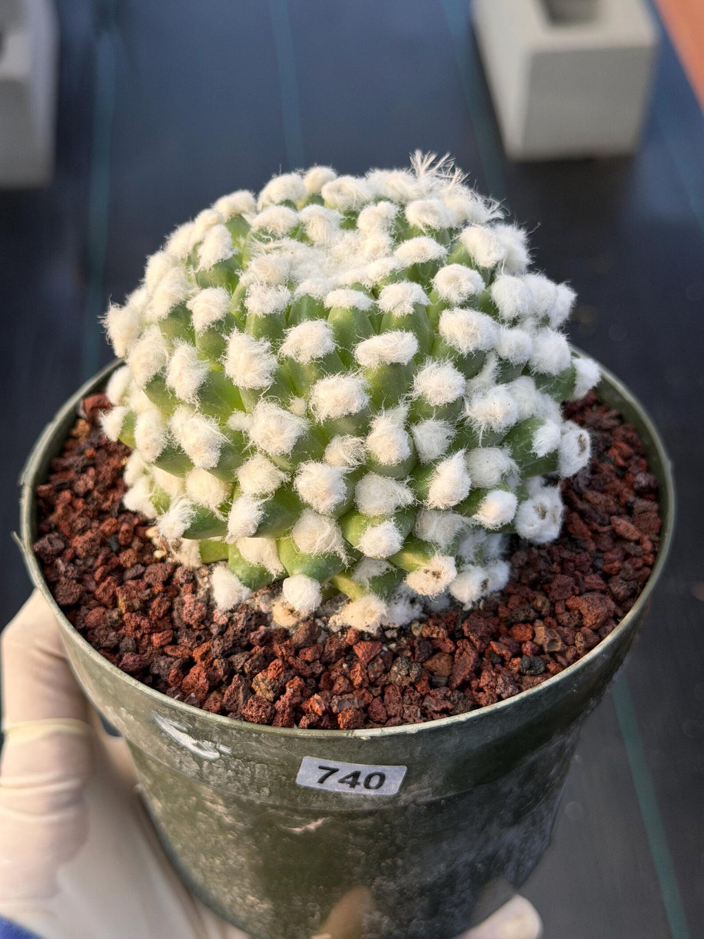 Mammillaria Erusumu Fuzzy Form Rare Seed Grown Live Cactus – Exact Collector Plant #740