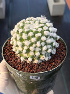 Mammillaria Erusumu Fuzzy Form Rare Seed Grown Live Cactus – Exact Collector Plant #740