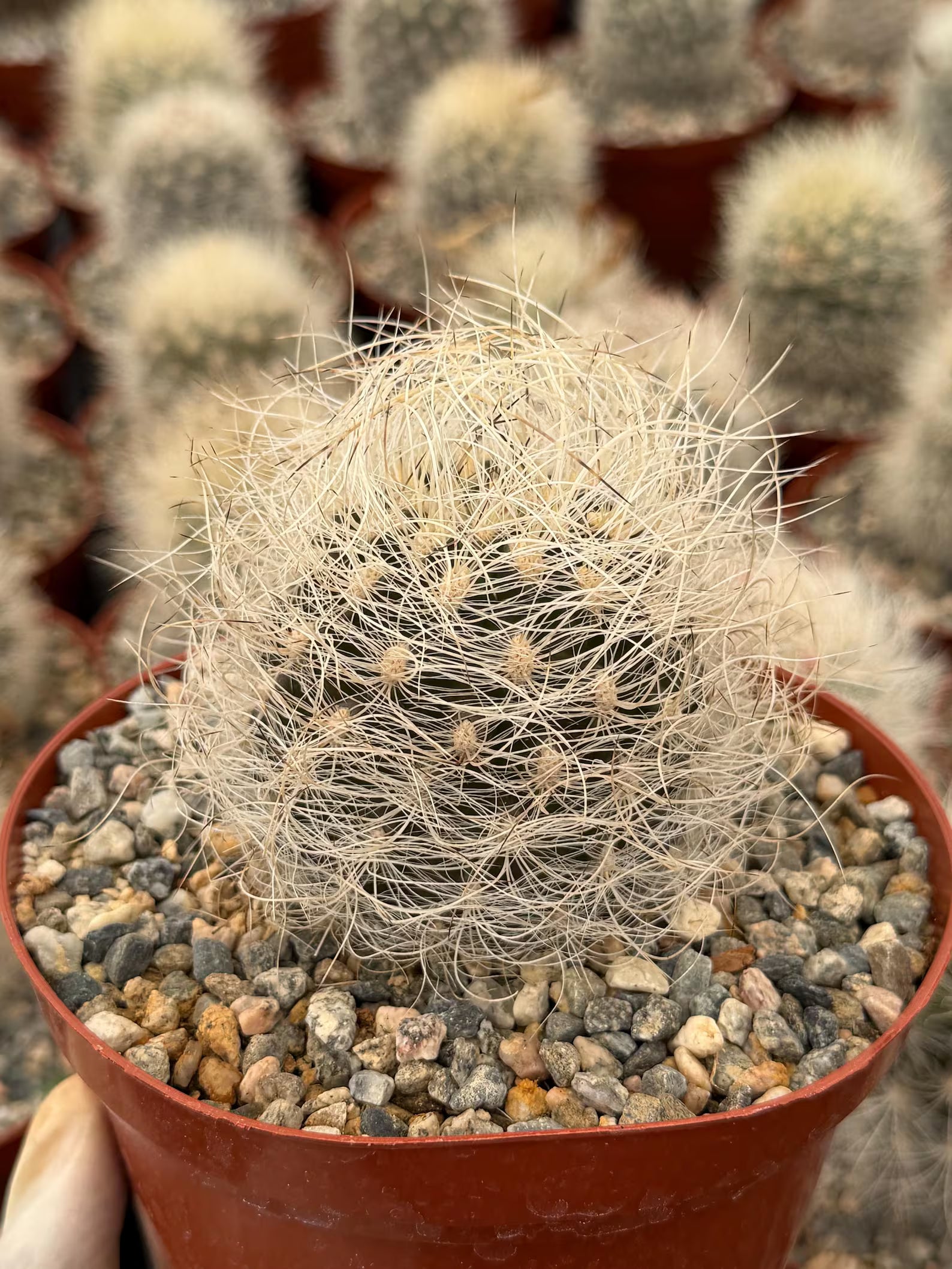 Neoporteria Nidus Senilis | Rare White Hair Cactus