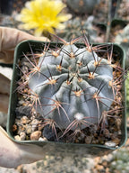 Acanthocalycium glaucum Live Cactus