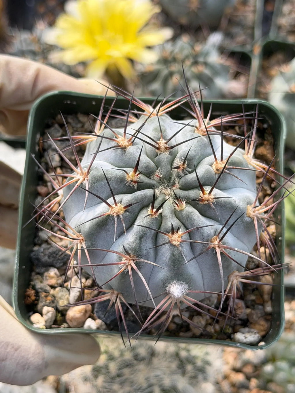 Acanthocalycium glaucum Live Cactus