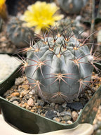 Acanthocalycium glaucum Live Cactus