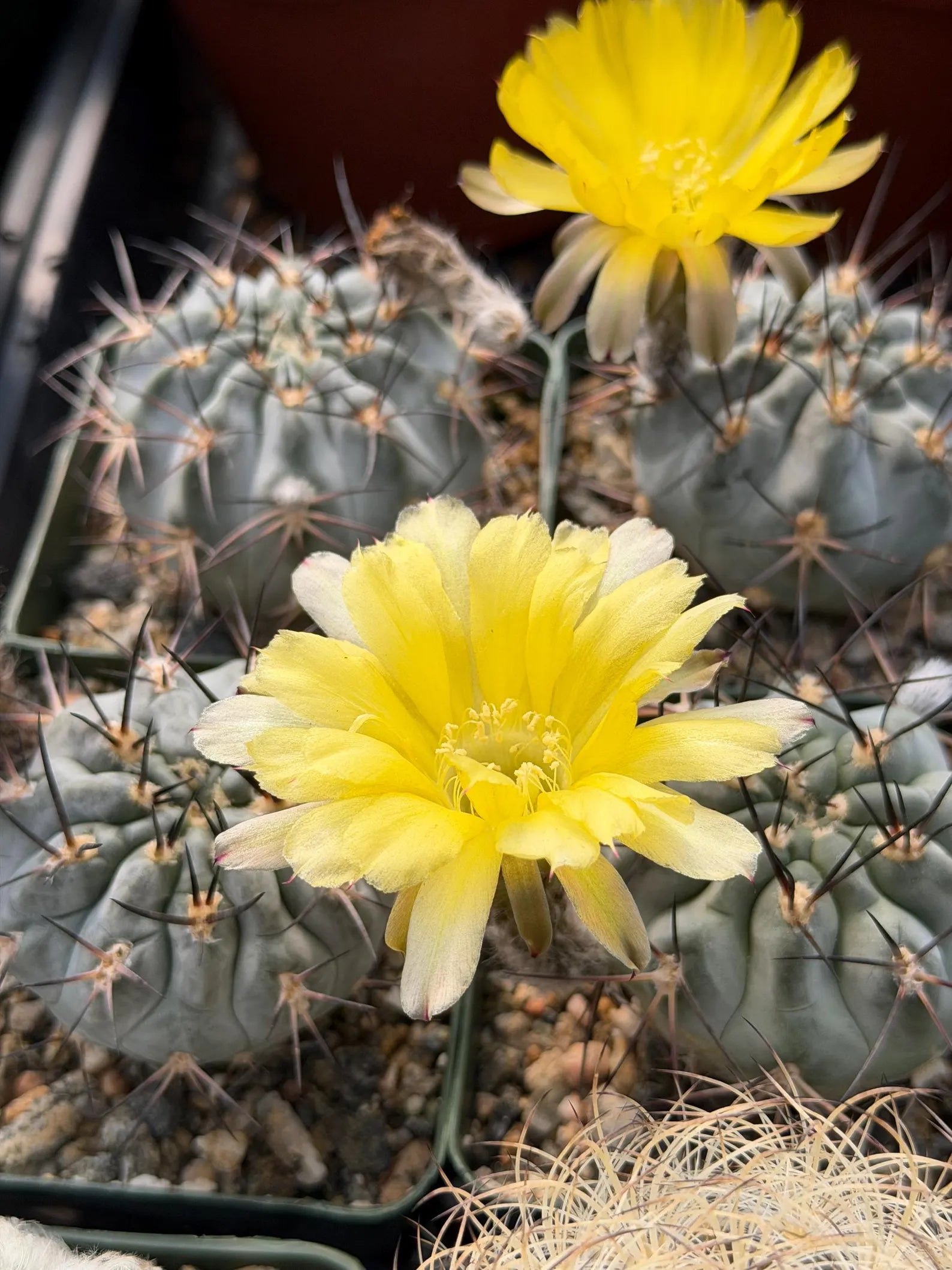 Acanthocalycium glaucum Live Cactus