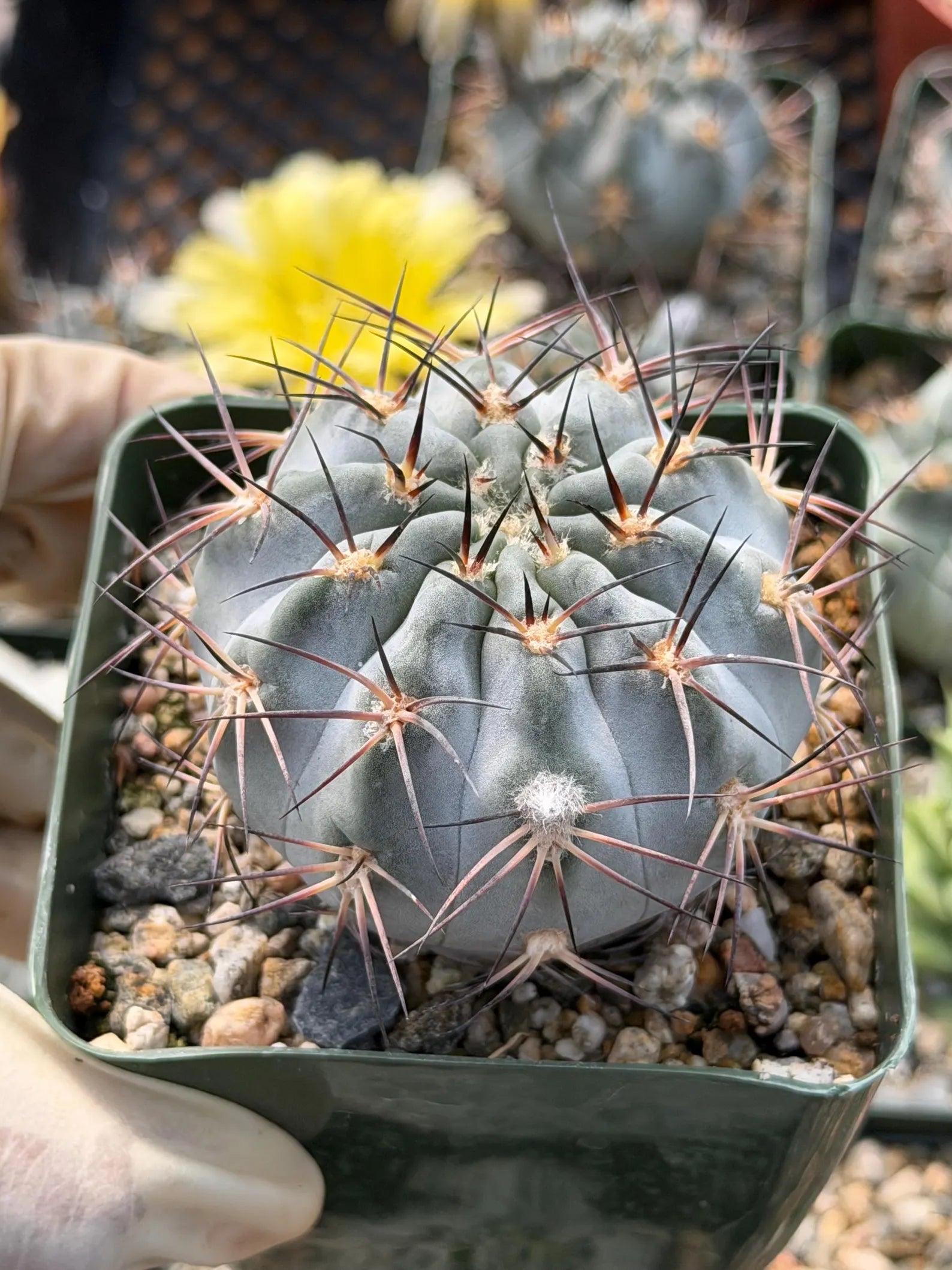 Acanthocalycium glaucum Live Cactus