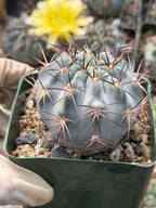 Acanthocalycium glaucum Live Cactus