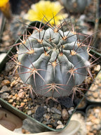 Acanthocalycium glaucum Live Cactus