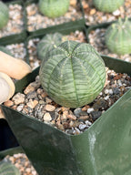 Euphorbia Obesa Set | Rare Seed Grown Succulent Live Plant | 3.5 Inch