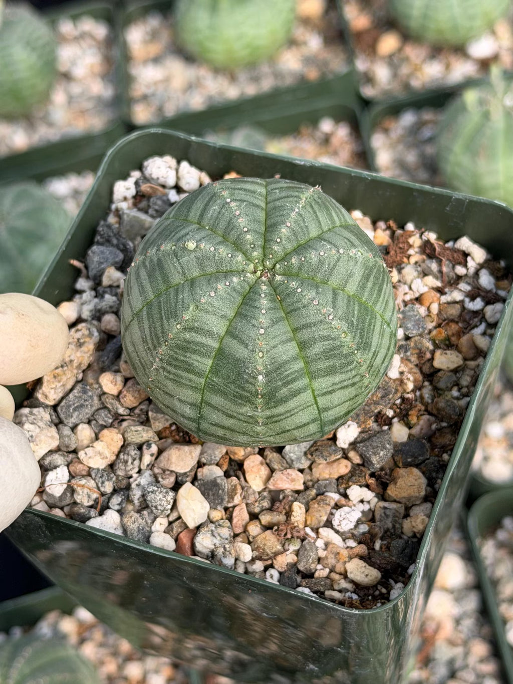 Euphorbia Obesa Set | Rare Seed Grown Succulent Live Plant | 3.5 Inch