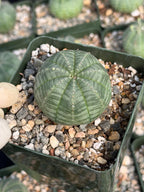 Euphorbia Obesa Set | Rare Seed Grown Succulent Live Plant | 3.5 Inch