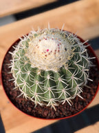 Melocactus Ruesti Rare Large Specimen Cactus – Live Plant #376