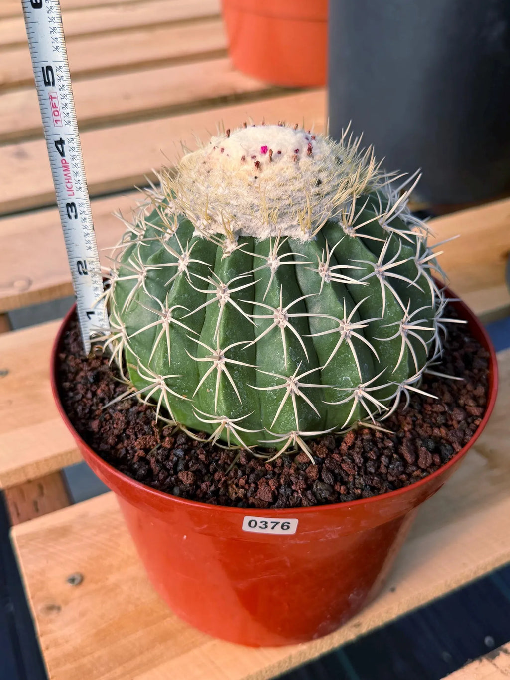 Melocactus Ruesti Rare Large Specimen Cactus – Live Plant #376