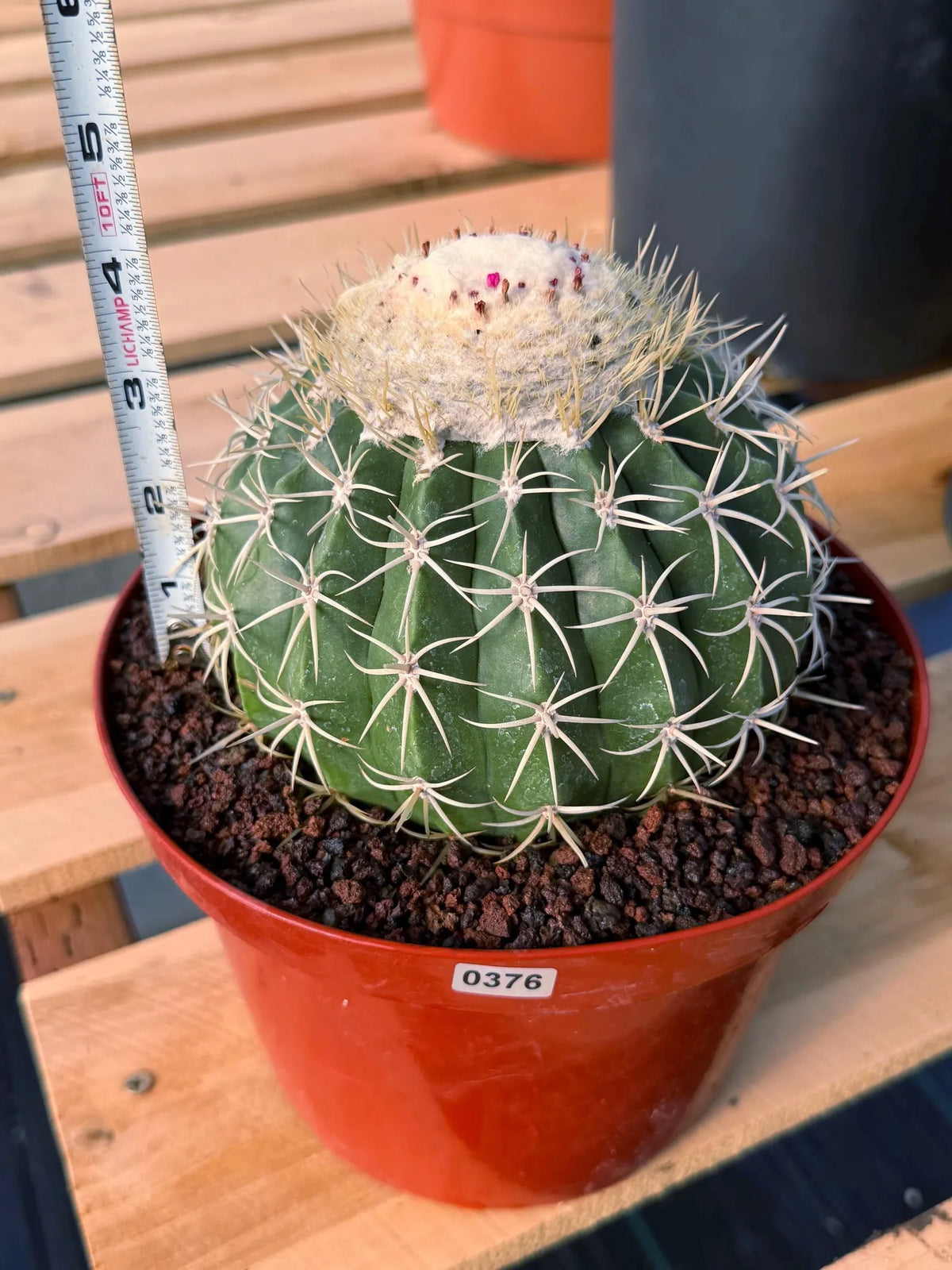 Melocactus Ruesti Rare Large Specimen Cactus – Live Plant #376