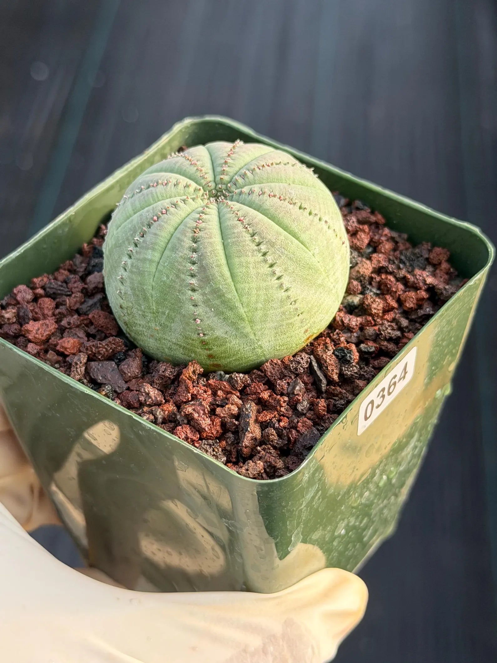 Seed Grown Euphorbia Symmetrica #364