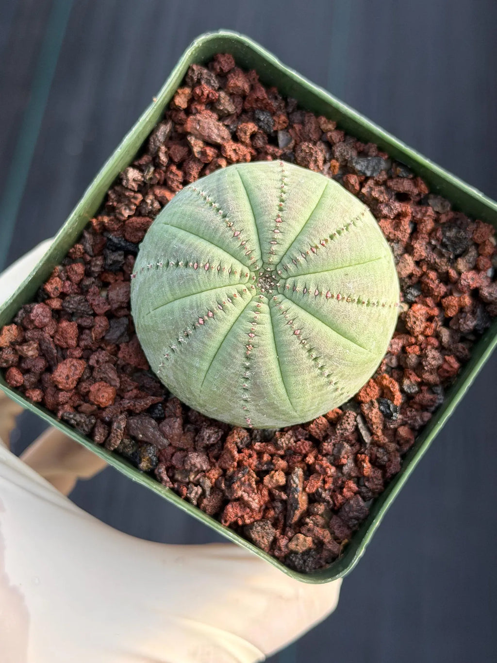 Seed Grown Euphorbia Symmetrica #364