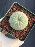 Seed Grown Euphorbia Symmetrica #364