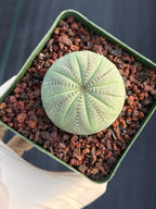 Seed Grown Euphorbia Symmetrica #364