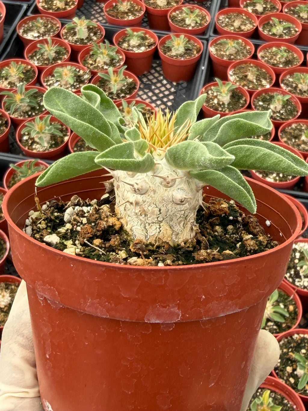 Pachypodium namaquanum Seed Grown #142 | Rare Live Succulent Plant