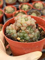 Haworthia Cooperi Truncata Cluster | Rare Live Succulent Plant | Easy Care Indoor Plant
