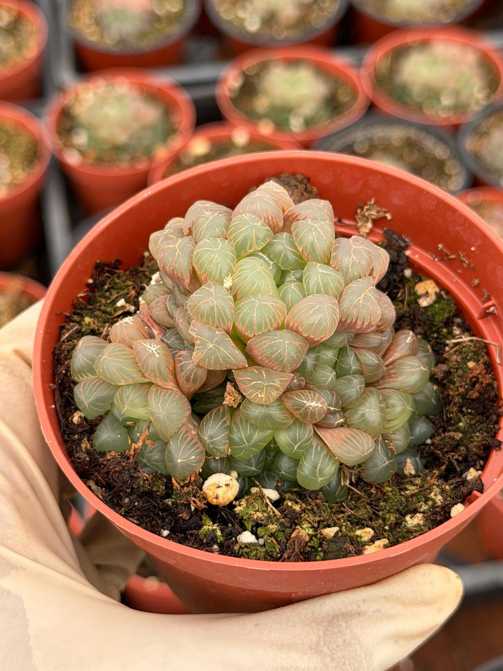 Haworthia Cooperi Truncata Cluster | Rare Live Succulent Plant | Easy Care Indoor Plant