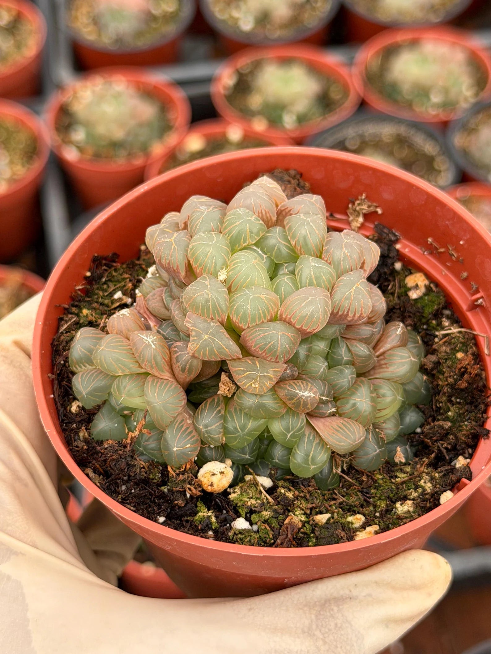 Haworthia Cooperi Truncata Cluster | Rare Live Succulent Plant | Easy Care Indoor Plant