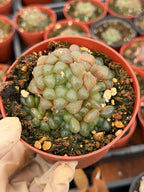 Haworthia Cooperi Truncata Cluster | Rare Live Succulent Plant | Easy Care Indoor Plant