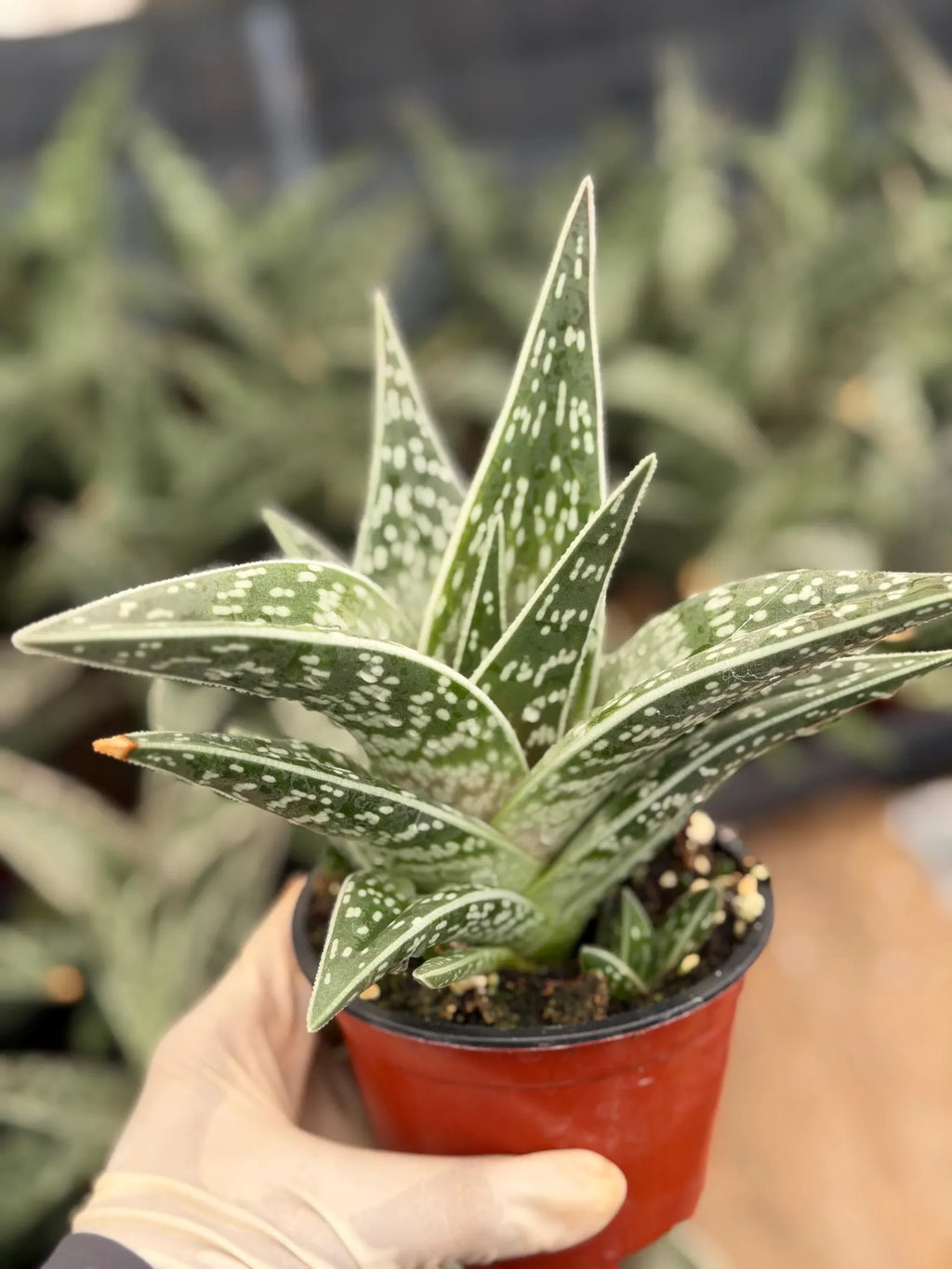 Tiger Aloe with Pup | Live Aloe Succulent Plant | Easy Care Indoor & Outdoor Plant