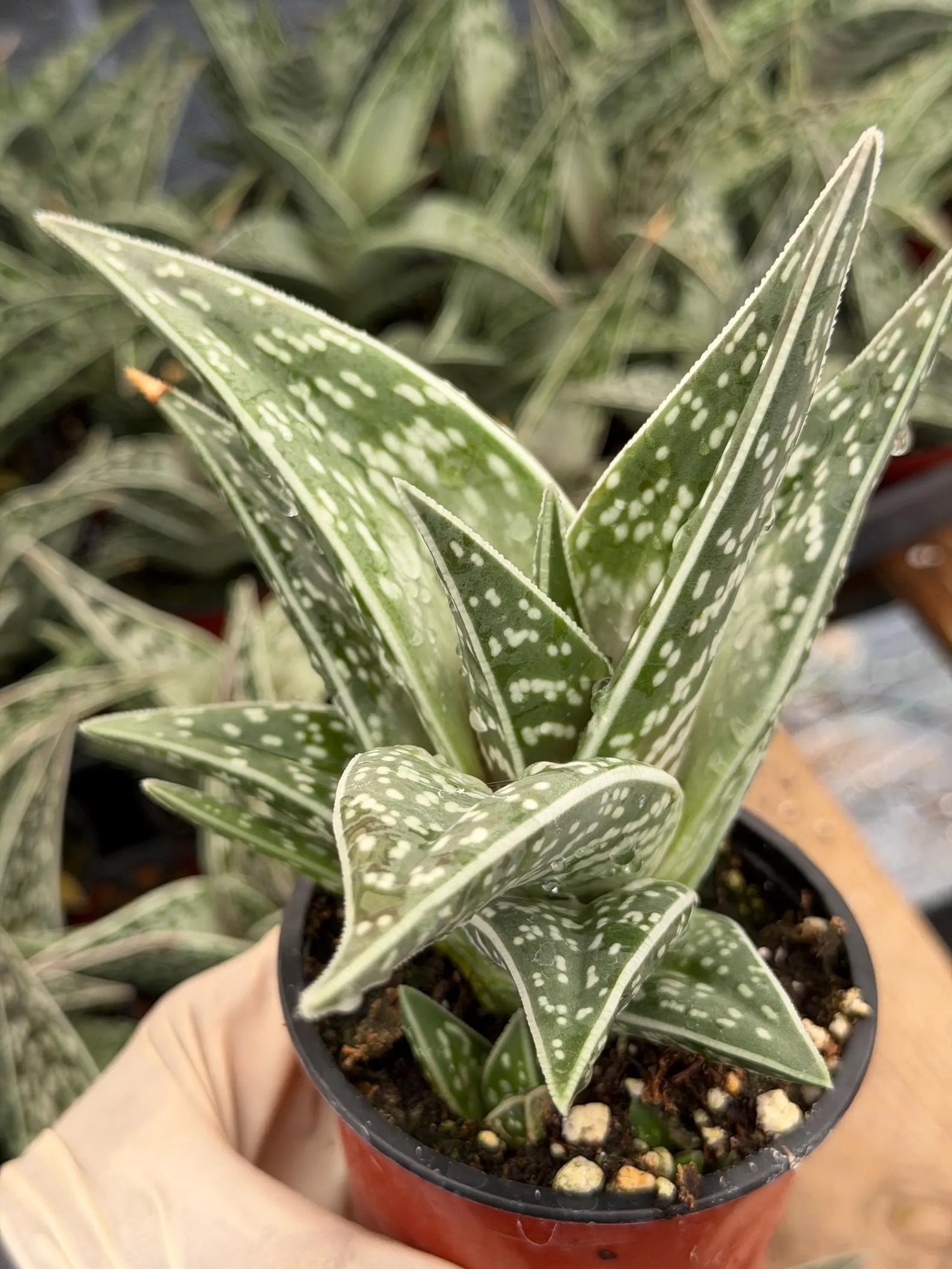 Tiger Aloe with Pup | Live Aloe Succulent Plant | Easy Care Indoor & Outdoor Plant