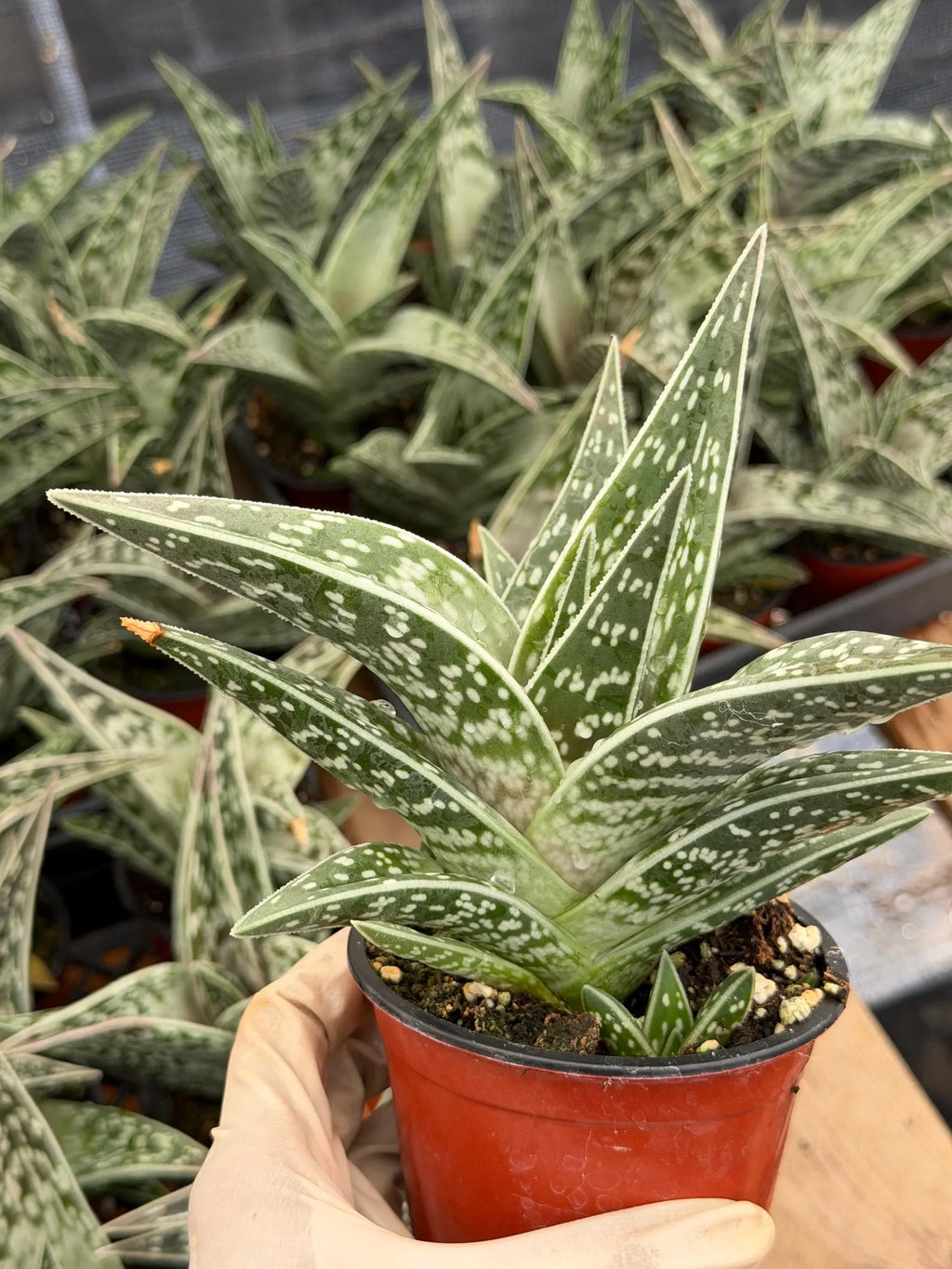 Tiger Aloe with Pup | Live Aloe Succulent Plant | Easy Care Indoor & Outdoor Plant