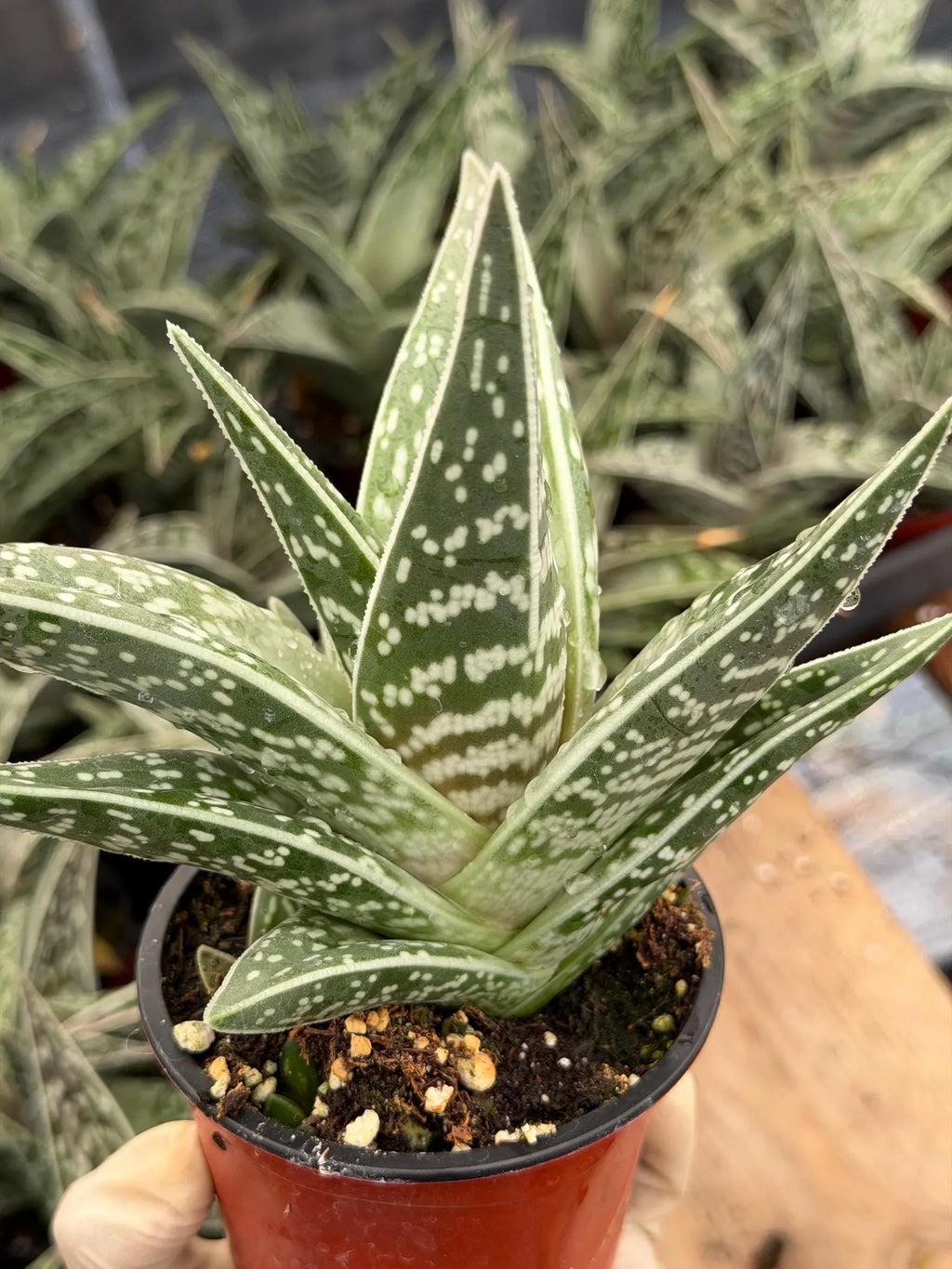 Tiger Aloe with Pup | Live Aloe Succulent Plant | Easy Care Indoor & Outdoor Plant