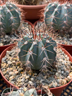 6-Inch Melocactus Azureus | Blue Turk's Cap Cactus